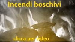 boschi