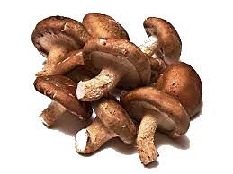 Shiitake
